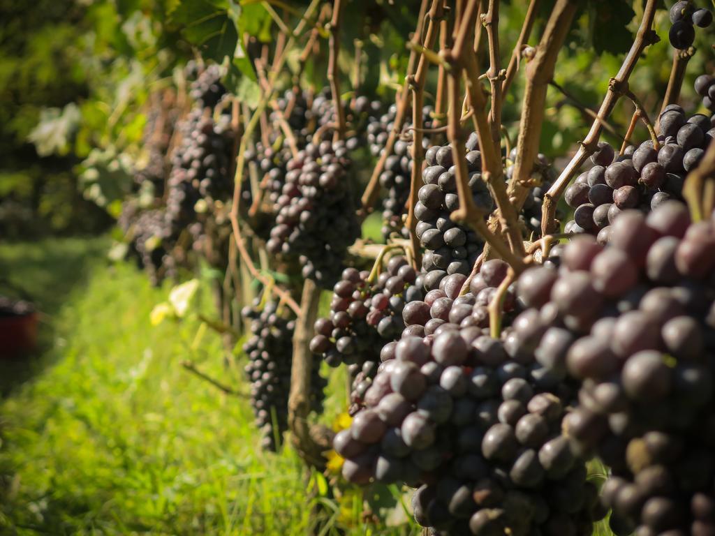 Il Molinaccio Di Montepulciano Villa Eksteriør billede